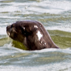 Smooth Otter