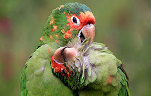 Parrot Wallpapers HD Theme small promo image