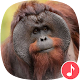Download Appp.io - Orangutan sounds For PC Windows and Mac 1.0.2