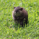 Muskrat (Juvenile)