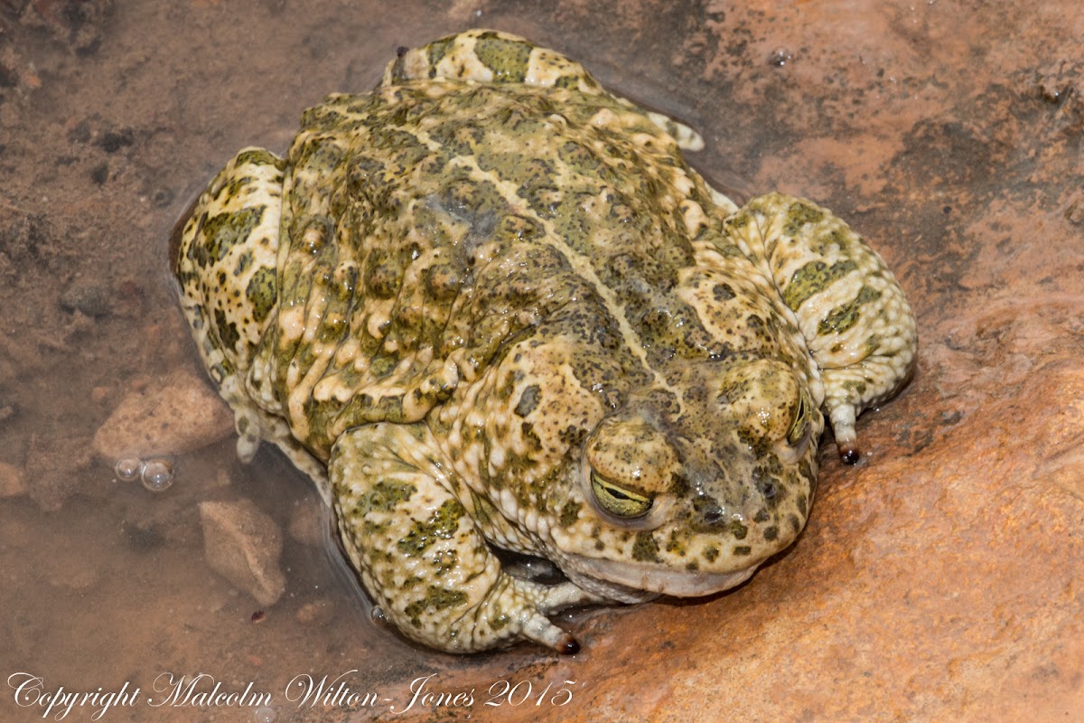 Natterjack Toad