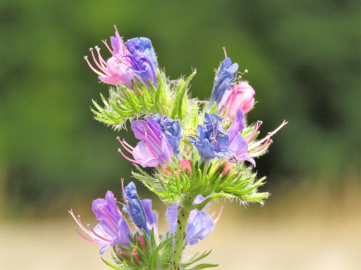 Viper's bugloss