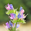 Viper's bugloss