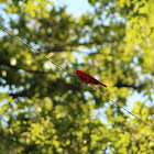 Summer Tanager