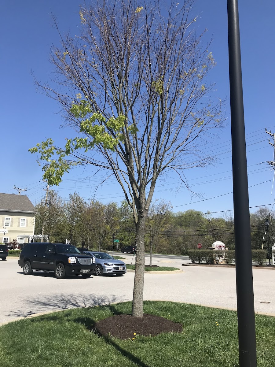 Chestnut oak