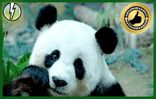 *NEW* HD Pandas Wallpapers New Tab Theme small promo image