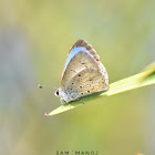 Common Hedge Blue