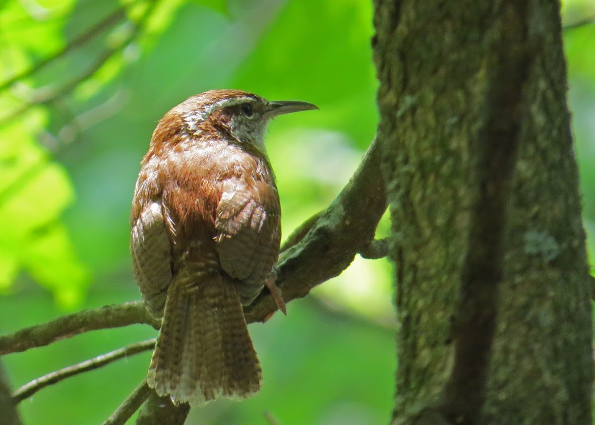 Carolina Wren