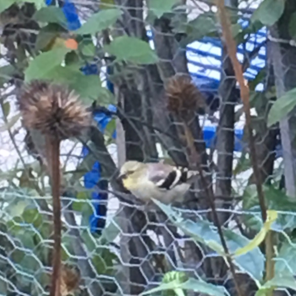 American Goldfinch  (winter)