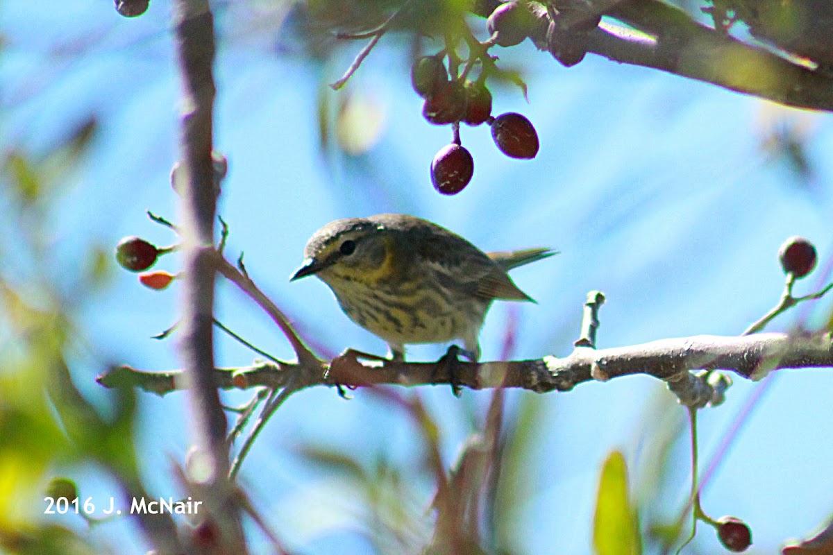 Cape May Warbler