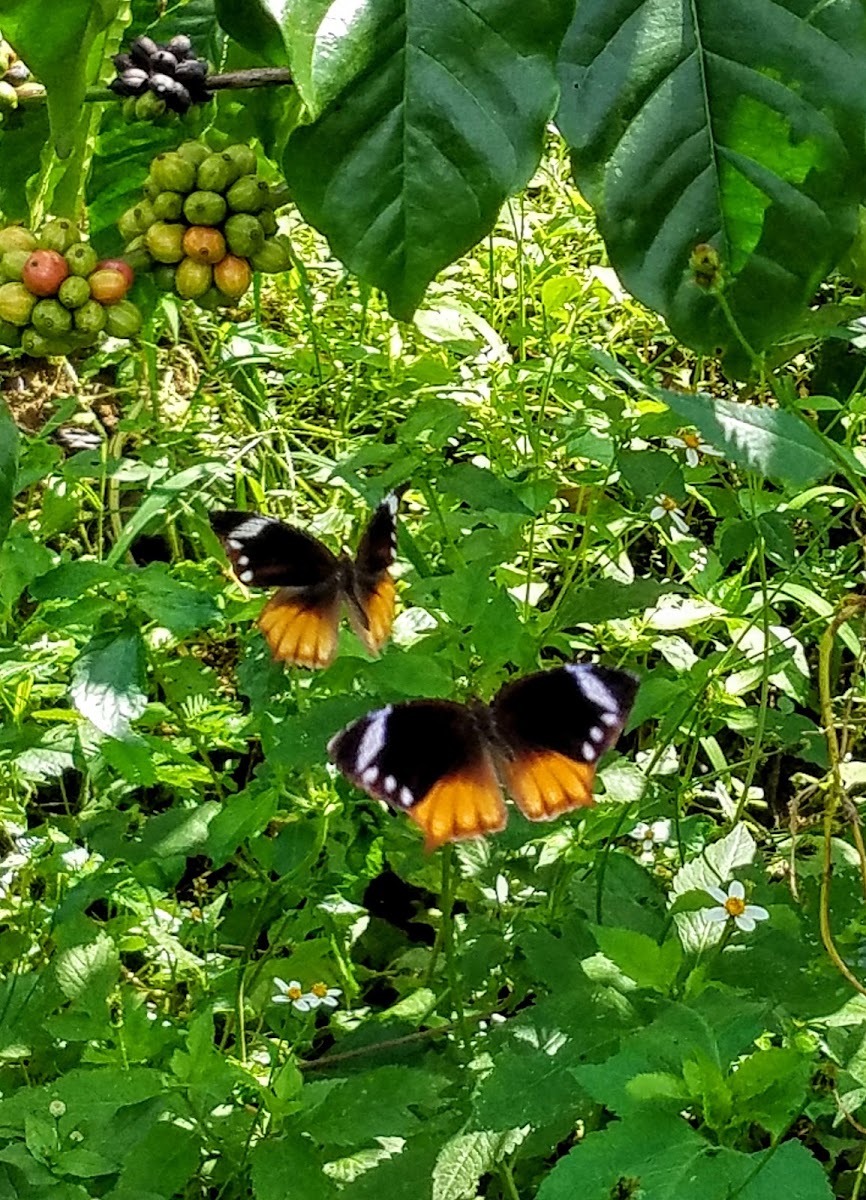 Tailed palmfly♂️♀️