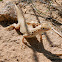 Mojave Fringe-toed Lizard