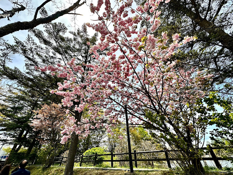 の投稿画像2枚目