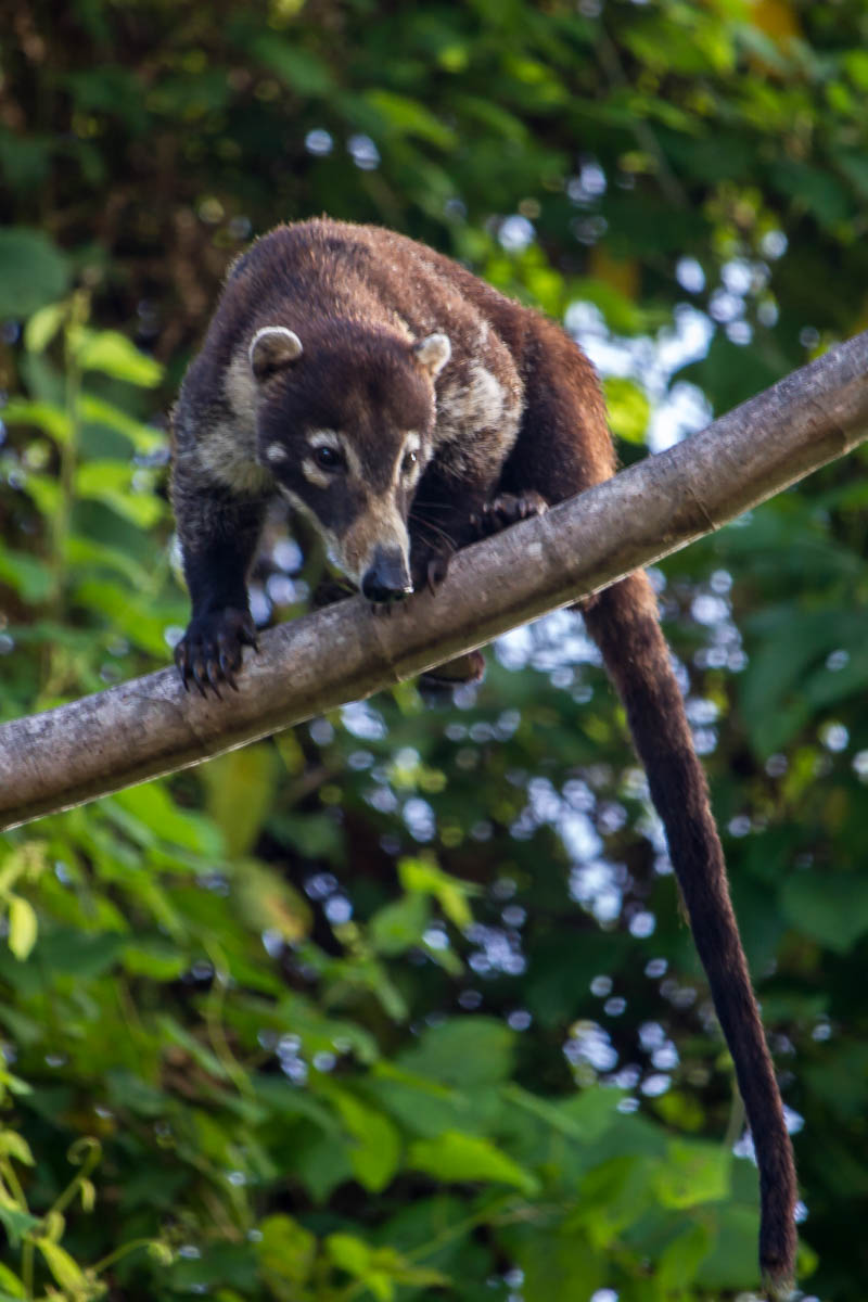 Coati or Pizote