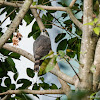 Crested Goshawk 鳯頭鷹