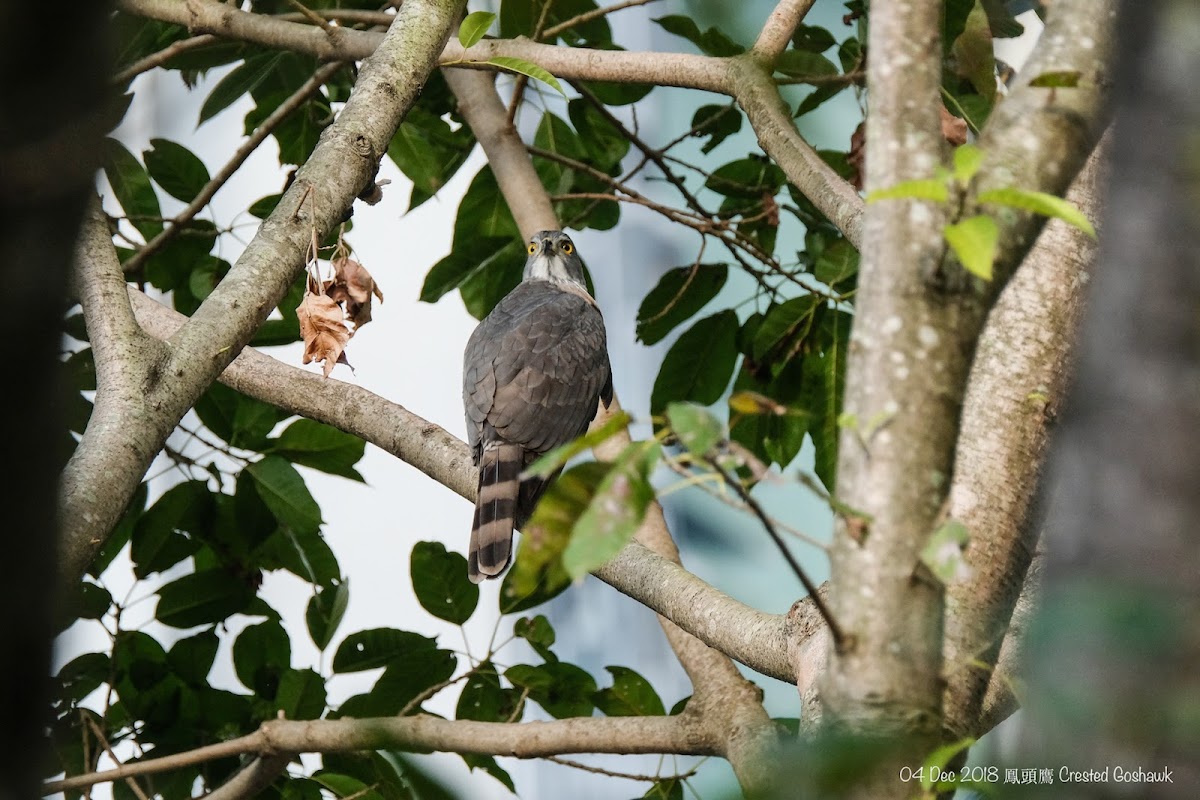 Crested Goshawk 鳯頭鷹