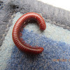 Rusty Millipede