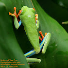 Red-eyed Tree Frog