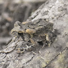 Fowler's Toad