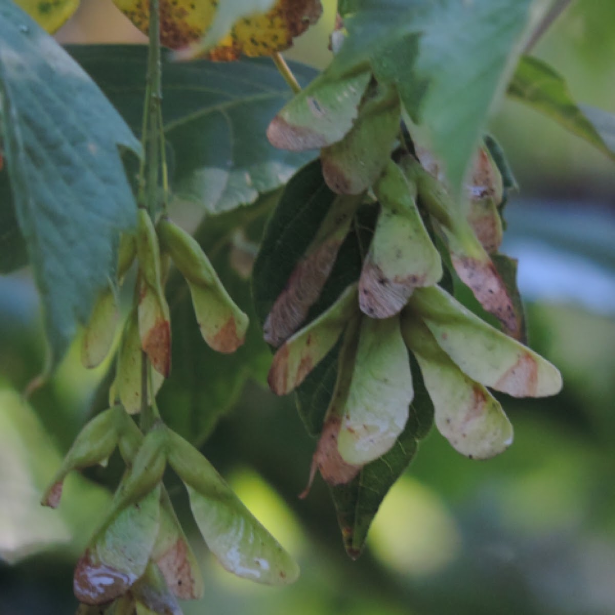 Box Elder