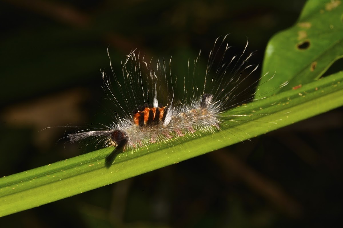 Caterpillar