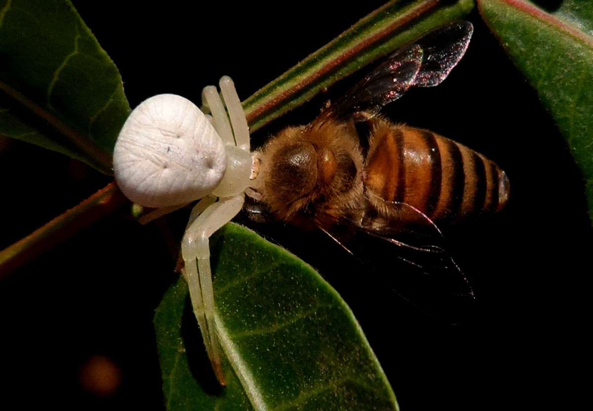 Crab Spider and prey