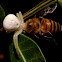 Crab Spider and prey