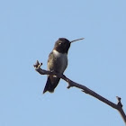 Black-chinned Hummingbird- Male