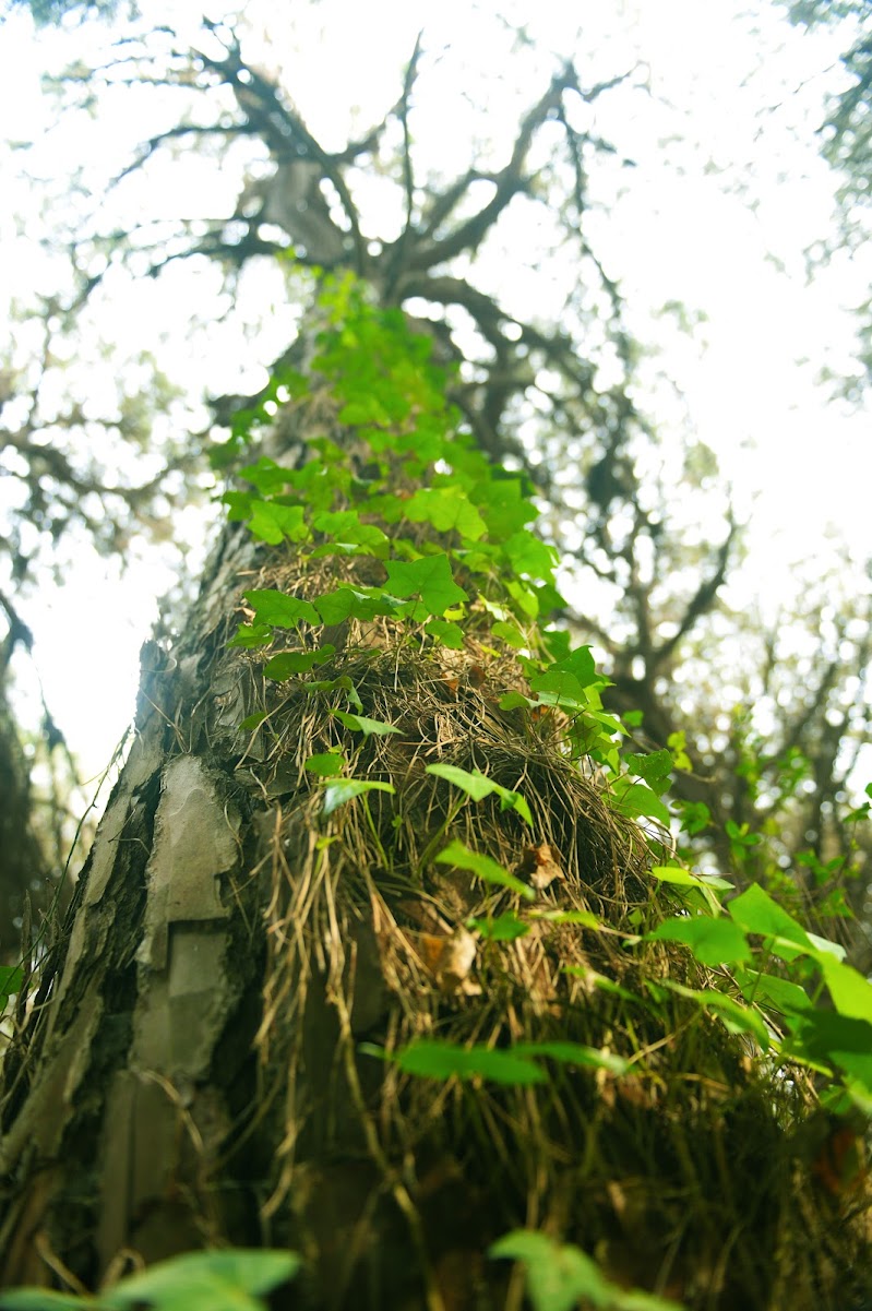 Arrampicandosi nel bosco di dinosimone