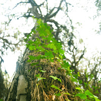 Arrampicandosi nel bosco di 