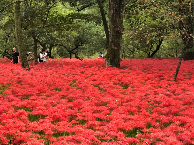 の投稿画像3枚目