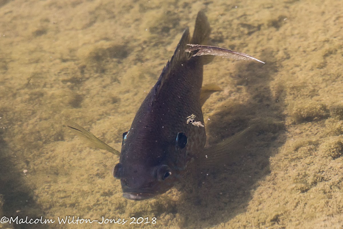 Bluegill Sunfish