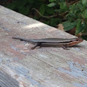 Five Lined Skink