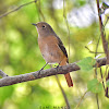 Daurian Redstart (खञ्जरी चरा)