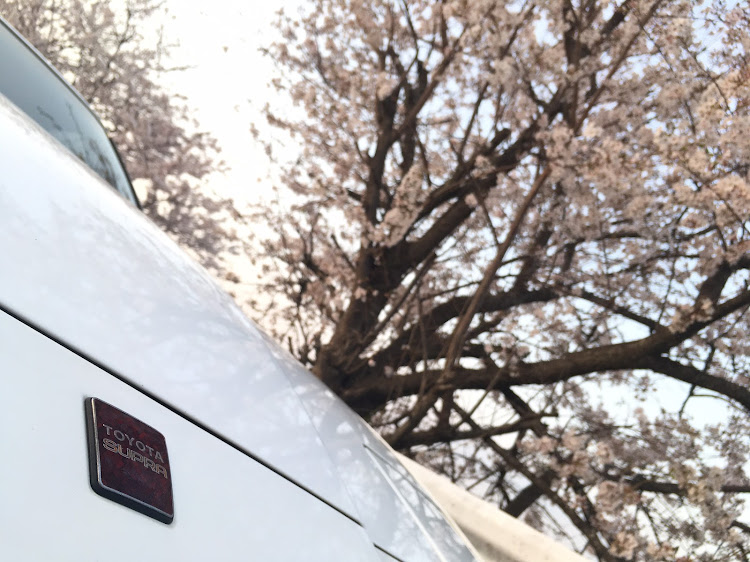 スープラの70スープラ・桜に関するカスタム事例の投稿画像3枚目