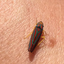 Candy striped leafhopper