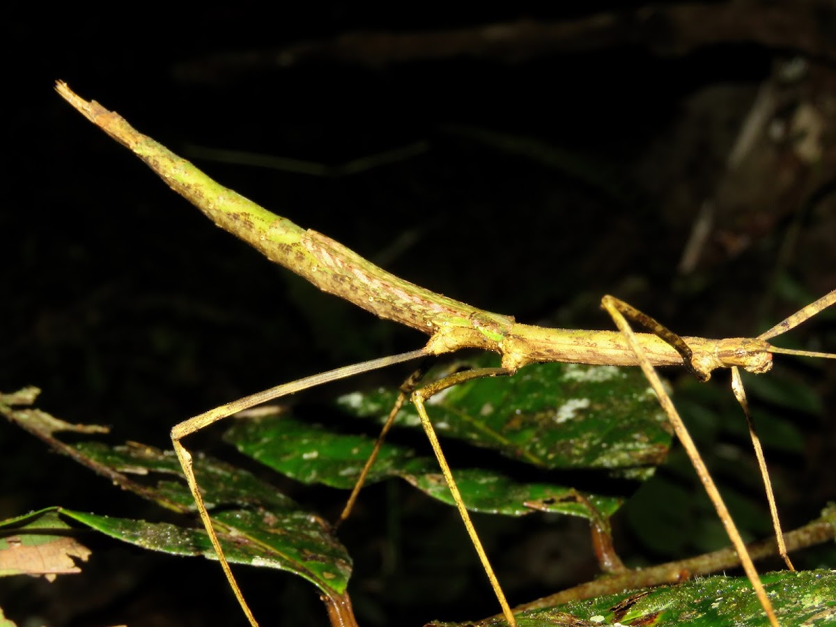 Stick Insect, Phasmid - Female