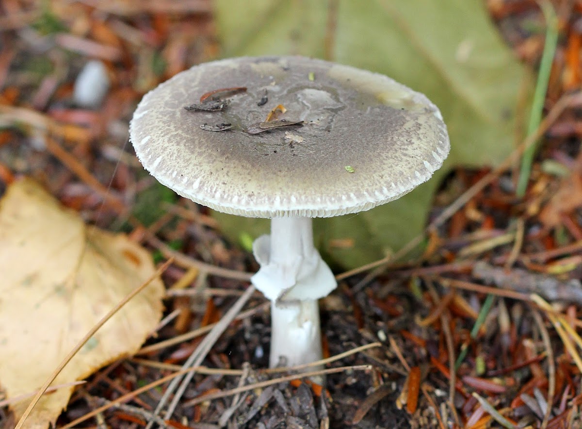 Amanita Validae Mushroom