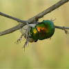 Tansy beetle