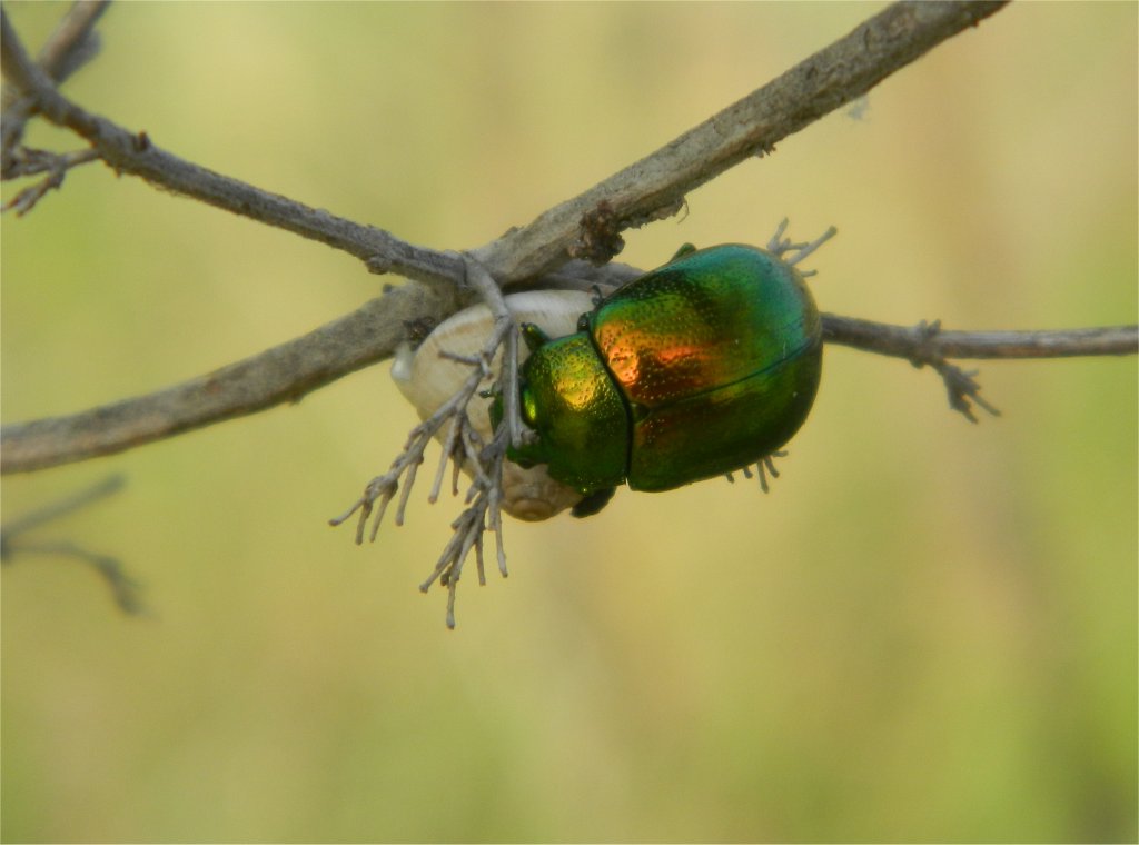 Tansy beetle