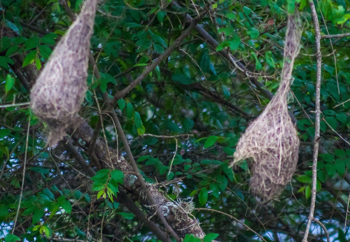 Baya weaver nest