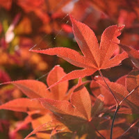 Red leaves for your eyes di 