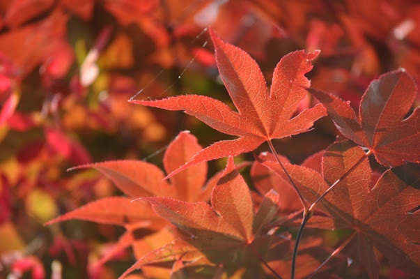 Red leaves for your eyes di ph.kbb26