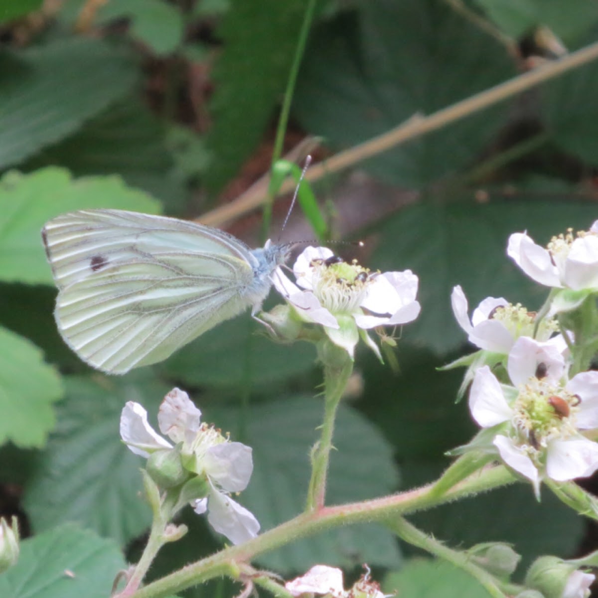 Large white