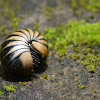 Pill millipede