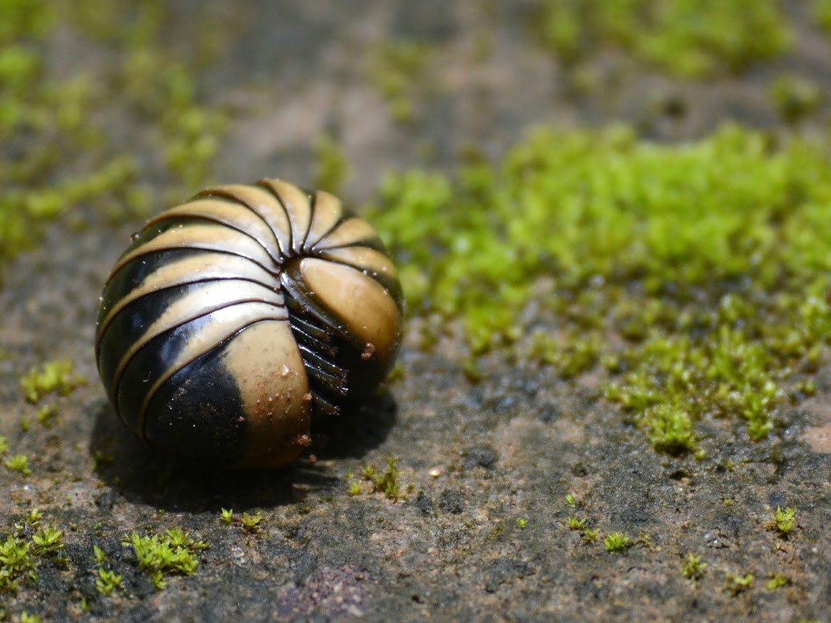 Pill millipede