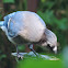 Blue Jay