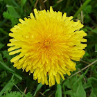 Common Dandelion