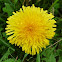 Common Dandelion