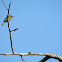 Bee Eater